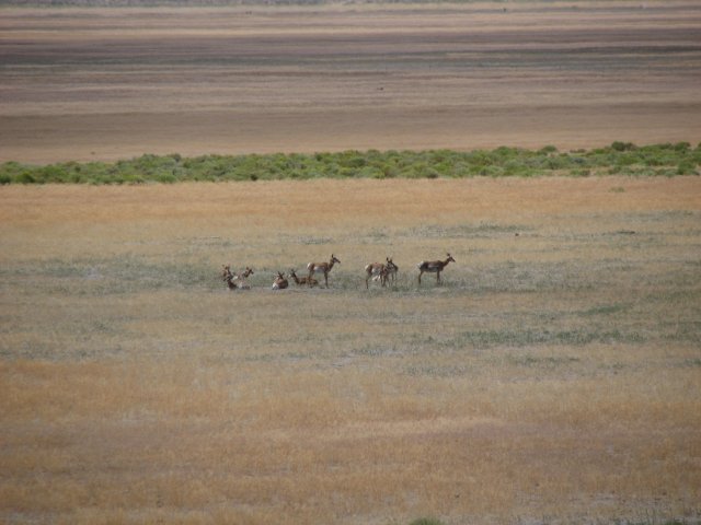 Pronghorn in Spring Lake